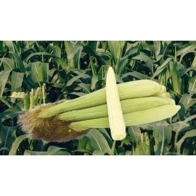 Fresh Baby Corn (250 gm) Delivery up to 15km radius from our location to your destination.