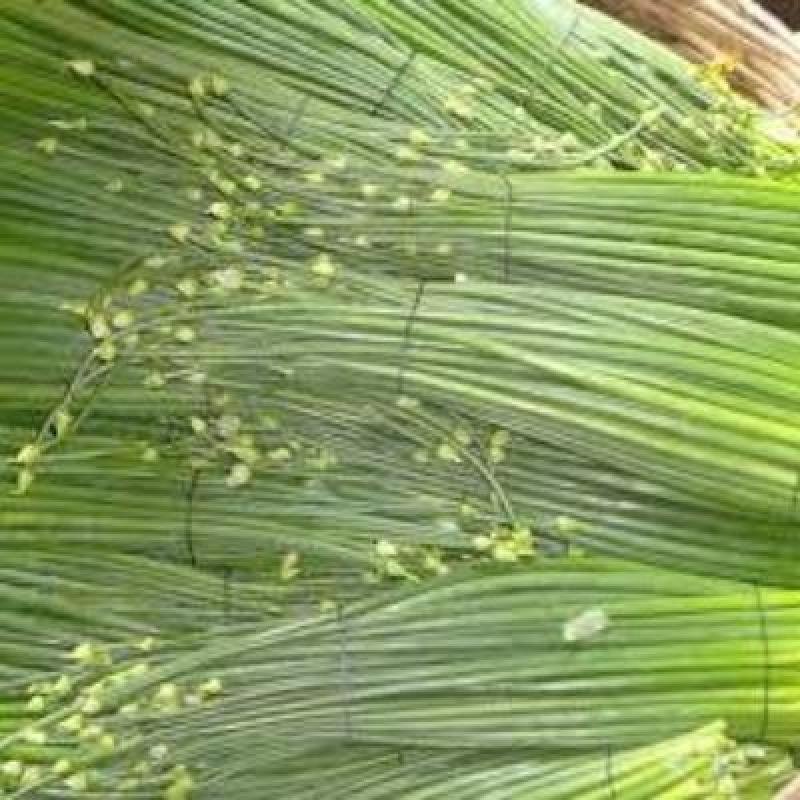 Onion Flower Stalk (250 gm)Delivery up to 15km radius from our location to your destination.