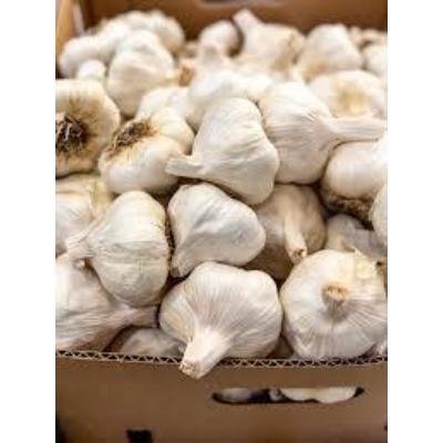 Fresh Garlic (250 gm)Delivery up to 15km radius from our location to your destination.