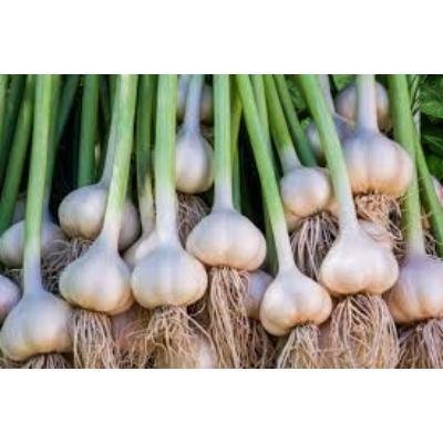 Fresh Garlic (250 gm)Delivery up to 15km radius from our location to your destination.