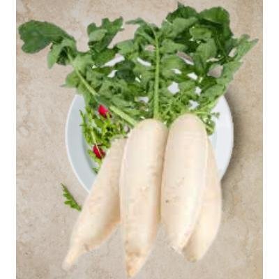 Radish White (1 kg)Delivery up to 15km radius from our location to your destination.