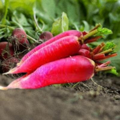 Radish Red (500 gm)Delivery up to 15km radius from our location to your destination.