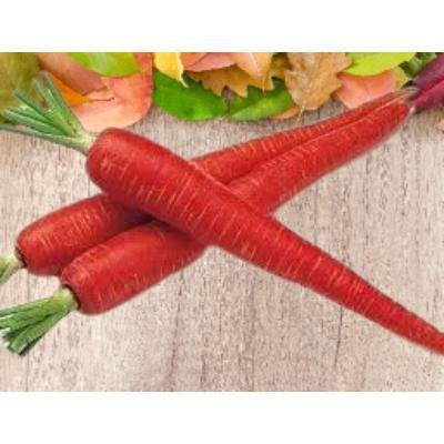 Carrot(450-500 gm)Delivery up to 15km radius from our location to your destination.