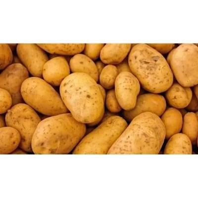 Fresh !!! Baby Potato (Loose) 500 gm. Delivery up to 15km radius from our location to your destination.