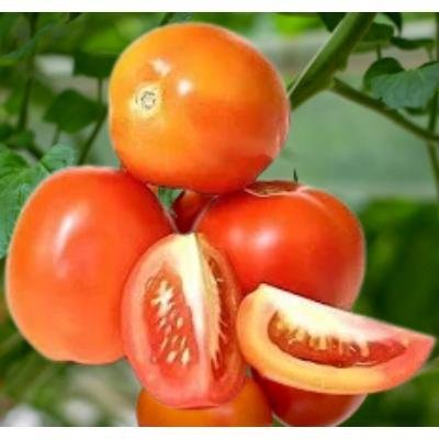 Fresh Tomato (250 gm)Delivery up to 15km radius from our location to your destination.