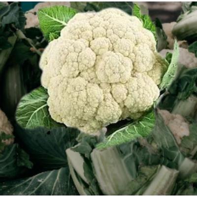 Cauliflower (350-500 gm)Delivery up to 15km radius from our location to your destination.