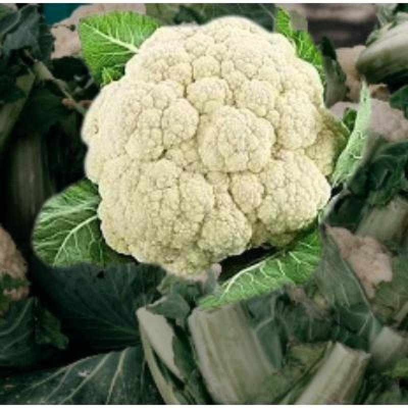 Cauliflower (350-500 gm)Delivery up to 15km radius from our location to your destination.