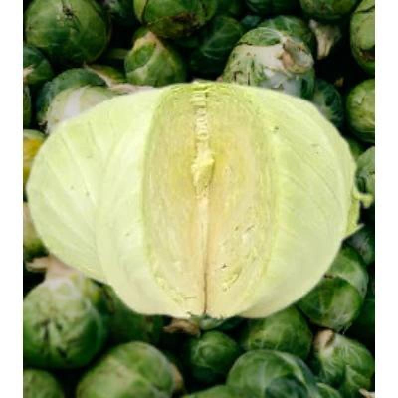 Cabbage (250 gm)Delivery up to 15km radius from our location to your destination.