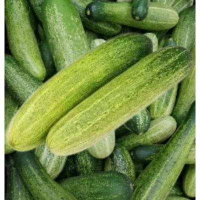 Cucumber (250 gm)Delivery up to 15km radius from our location to your destination.