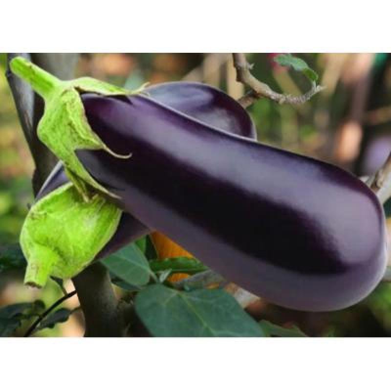 Round Brinjal Purple 250 gm Delivery up to 15km radius from our location to your destination.