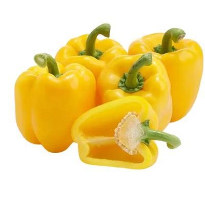 Yellow Bell Paper (250 gm)Delivery up to 15km radius from our location to your destination.