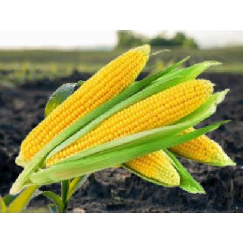 Sweet Corn (250 gm) Delivery up to 15km radius from our location to your destination.
