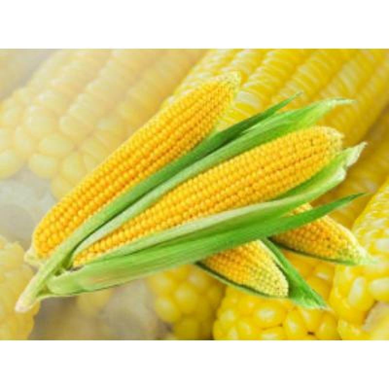 Sweet Corn (250 gm) Delivery up to 15km radius from our location to your destination.