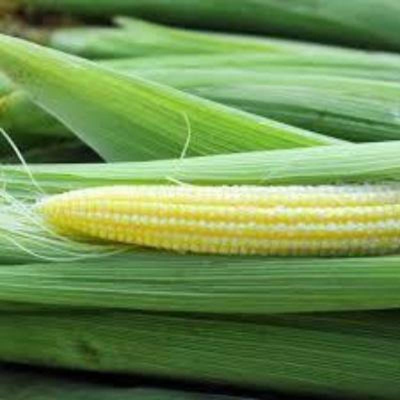Fresh Baby Corn (250 gm) Delivery up to 15km radius from our location to your destination.