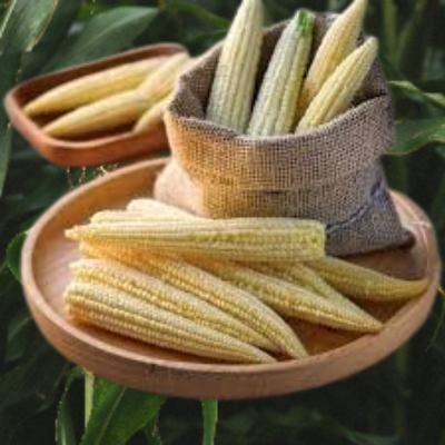 Fresh Baby Corn (250 gm) Delivery up to 15km radius from our location to your destination.