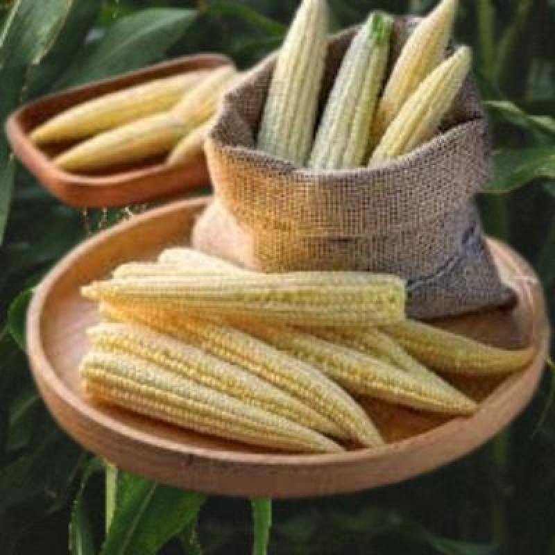 Fresh Baby Corn (250 gm) Delivery up to 15km radius from our location to your destination.