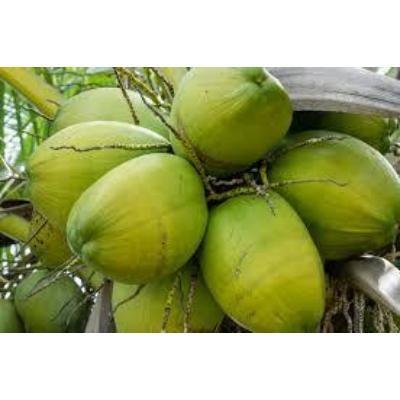 Fresh Green Coconut (1 Piece) Delivery up to 15km radius from our location to your destination.