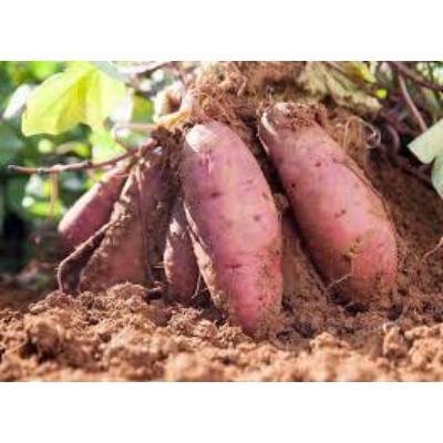 Sweet Potato (250 gm)Delivery up to 15km radius from our location to your destination.