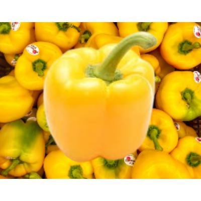 Yellow Bell Paper (250 gm)Delivery up to 15km radius from our location to your destination.