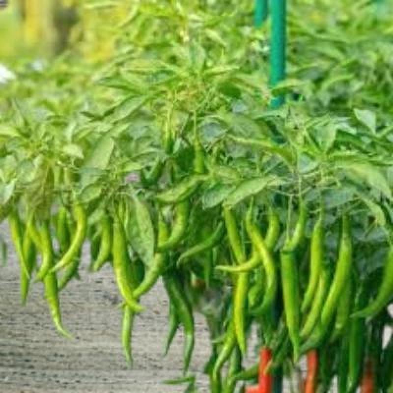 Fresh Green Chili (250 gm) Delivery up to 15km radius from our location to your destination.