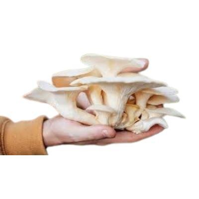 White Oyster Mushroom (200 gm) Delivery up to 15km radius from our location to your destination.
