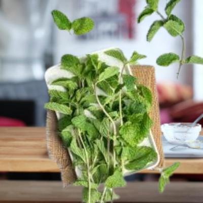 Fresh Mint Leaves (100 gm)Delivery up to 15km radius from our location to your destination.