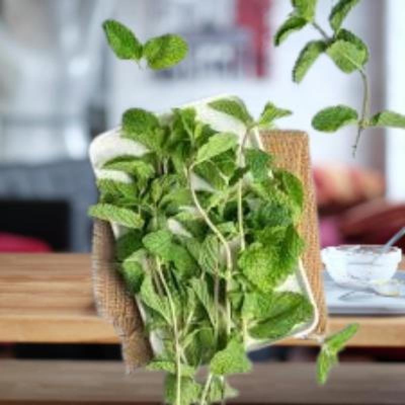 Fresh Mint Leaves (100 gm)Delivery up to 15km radius from our location to your destination.