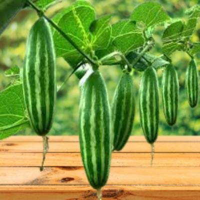 pointed gourd (250 gm)Delivery up to 15km radius from our location to your destination.