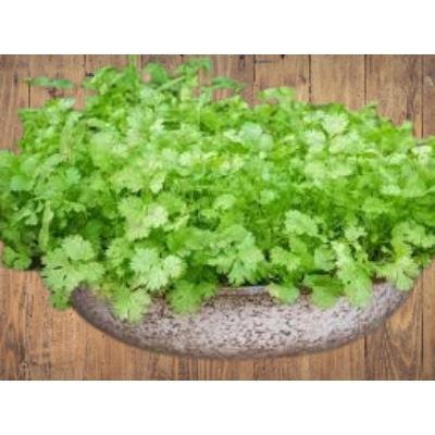 Fresh Coriander Leaves (100 gm)Delivery up to 15km radius from our location to your destination.