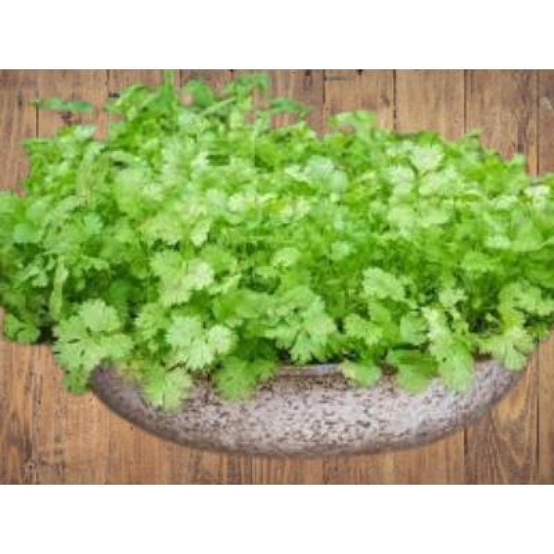 Fresh Coriander Leaves (100 gm)Delivery up to 15km radius from our location to your destination.