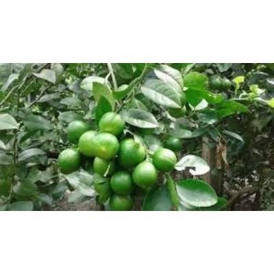 Lemon (250 gm) Delivery up to 15km radius from our location to your destination.