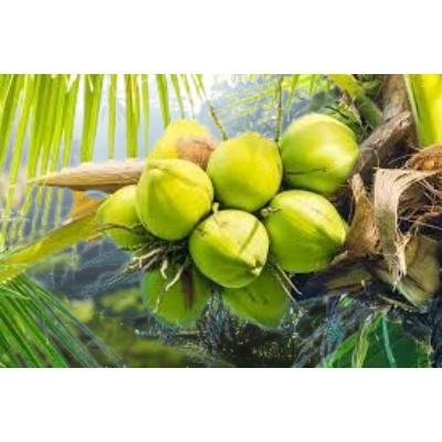 Brown Coconut Size:Small(Pack Of 5) Delivery up to 15km radius from our location to your destination.