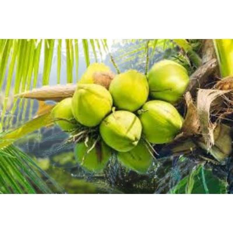 Brown Coconut Size:Small(Pack Of 5) Delivery up to 15km radius from our location to your destination.