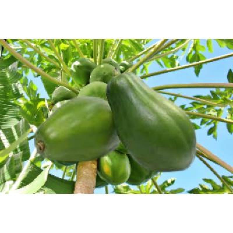 Raw Papaya (250 gm) Delivery up to 15km radius from our location to your destination.