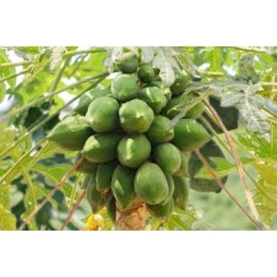 Raw Papaya (250 gm) Delivery up to 15km radius from our location to your destination.