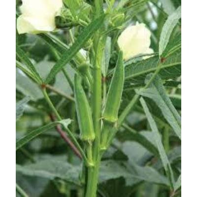 Lady Finger (250 gm) Delivery up to 15km radius from our location to your destination.