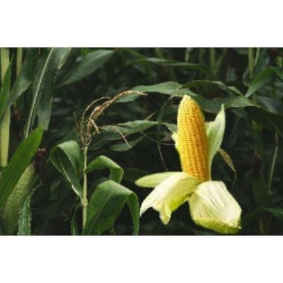 Sweet Corn (250 gm) Delivery up to 15km radius from our location to your destination.