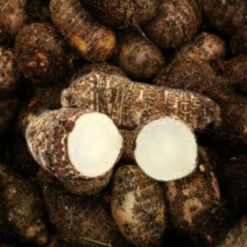 Taro Root (250 gm) Delivery up to 15km radius from our location to your destination.