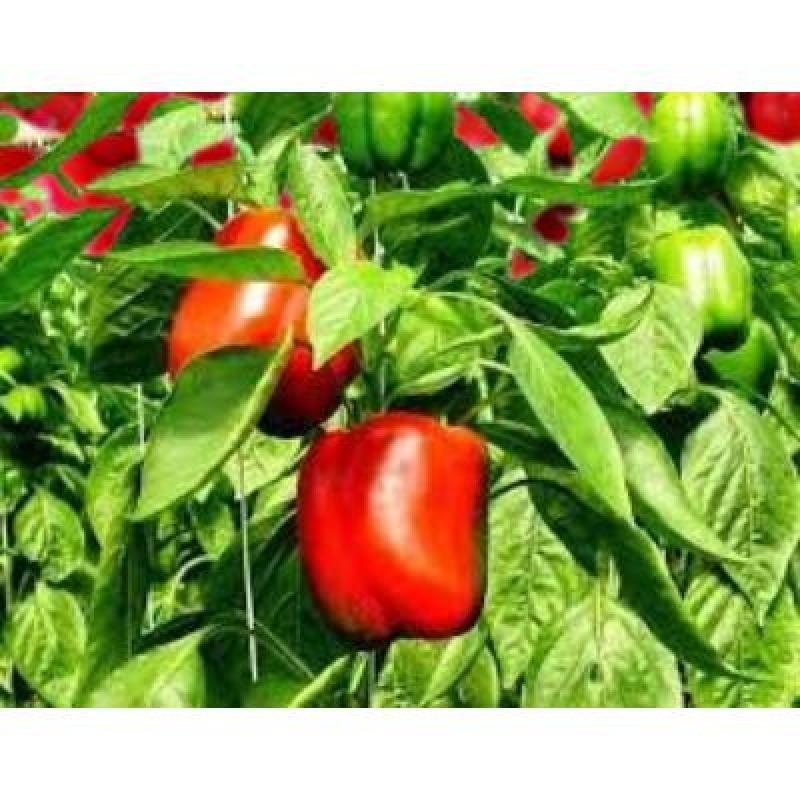 Red Bell Paper (250 gm)Delivery up to 15km radius from our location to your destination.