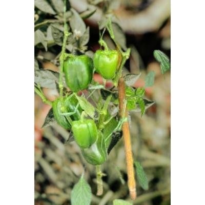 Fresh Green Capsicum (250 gm)Delivery up to 15km radius from our location to your destination.