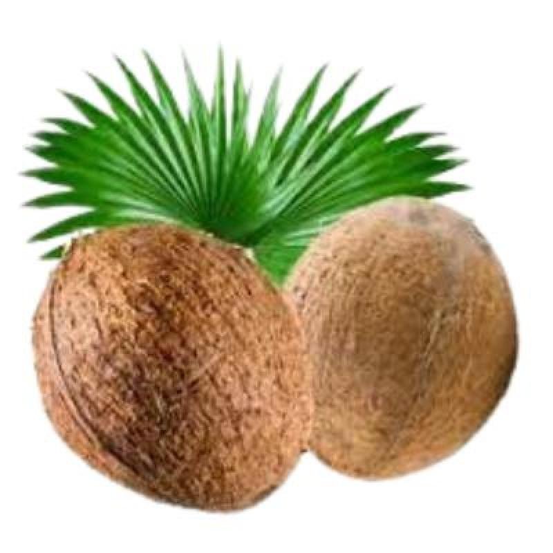 Brown Coconut Size:Small(Pack Of 1) Delivery up to 15km radius from our location to your destination.