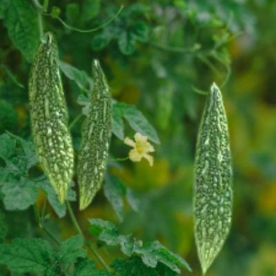 Bitter Gourd (500 gm) Delivery up to 15km radius from our location to your destination.
