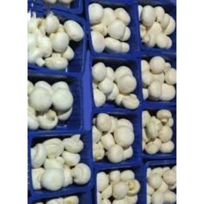 Button Mushroom (200 gm) Delivery up to 15km radius from our location to your destination.