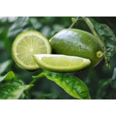 Gondhoraj Lime (Pack Of 4 )Delivery up to 15km radius from our location to your destination.