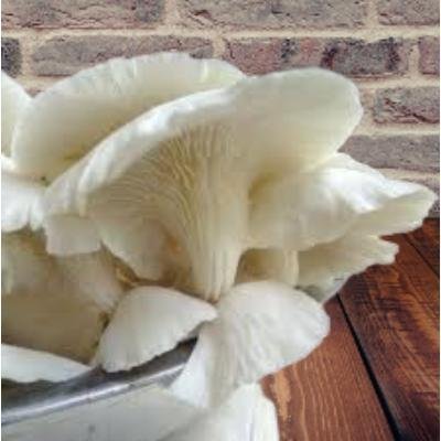 White Oyster Mushroom (200 gm) Delivery up to 15km radius from our location to your destination.
