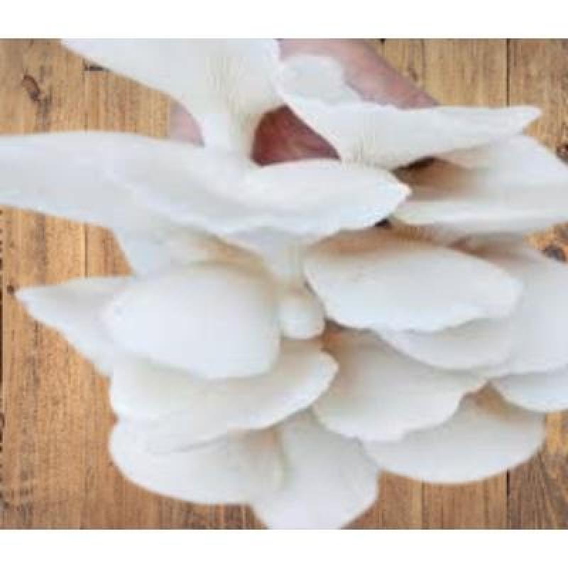 White Oyster Mushroom (200 gm) Delivery up to 15km radius from our location to your destination.