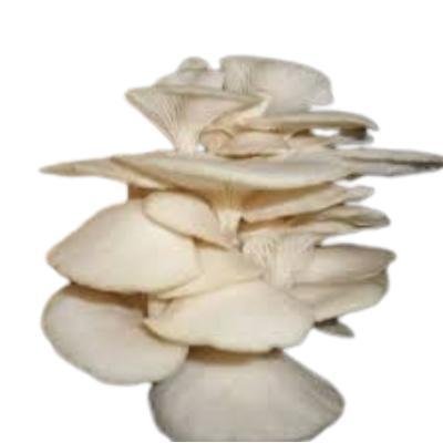 White Oyster Mushroom (200 gm) Delivery up to 15km radius from our location to your destination.